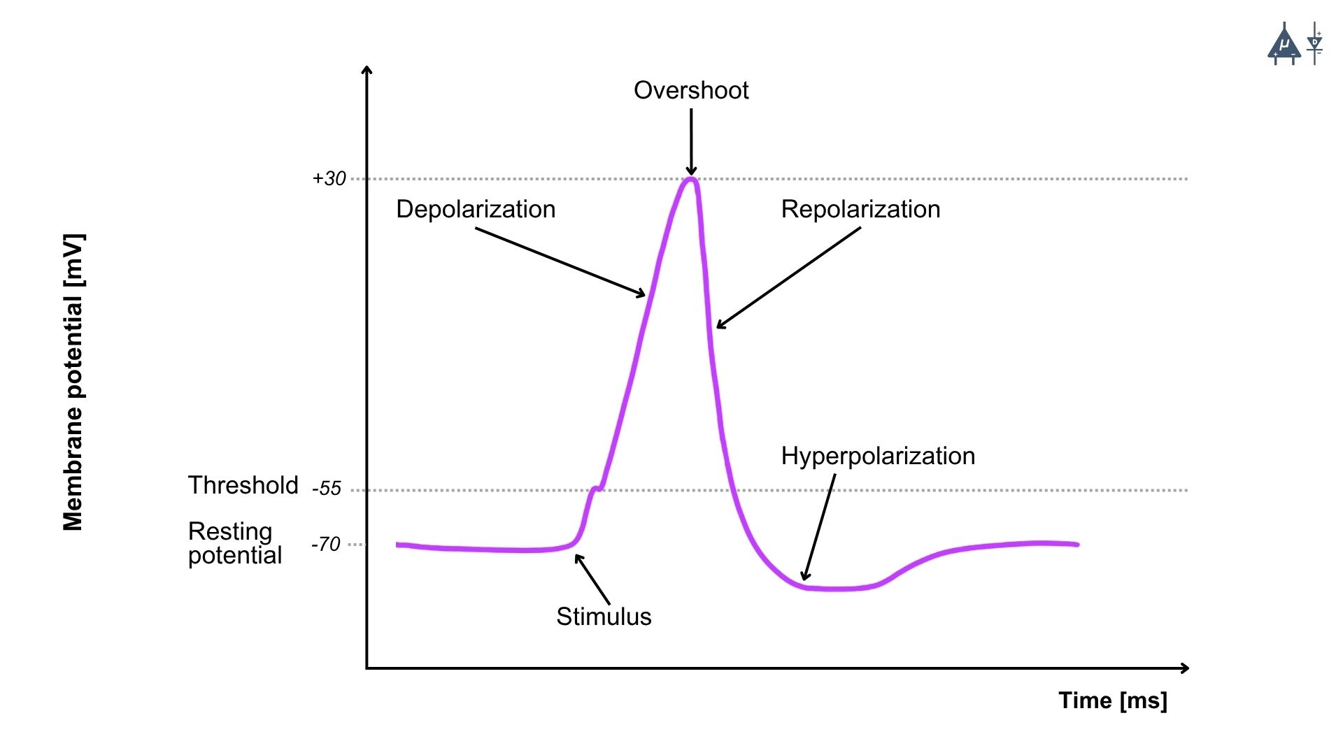 Phases of the Action Potential