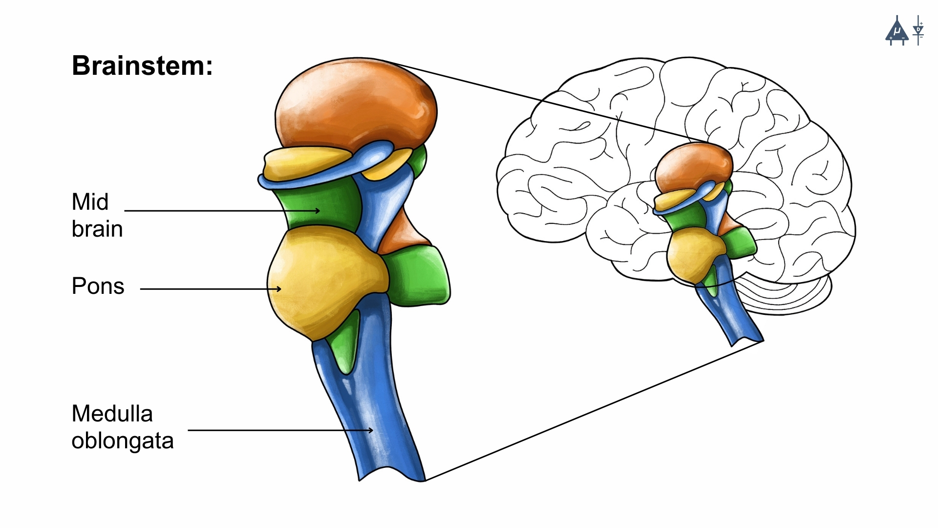 Brainstem
