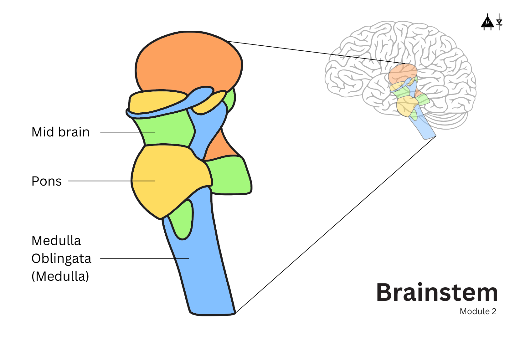 Brainstem