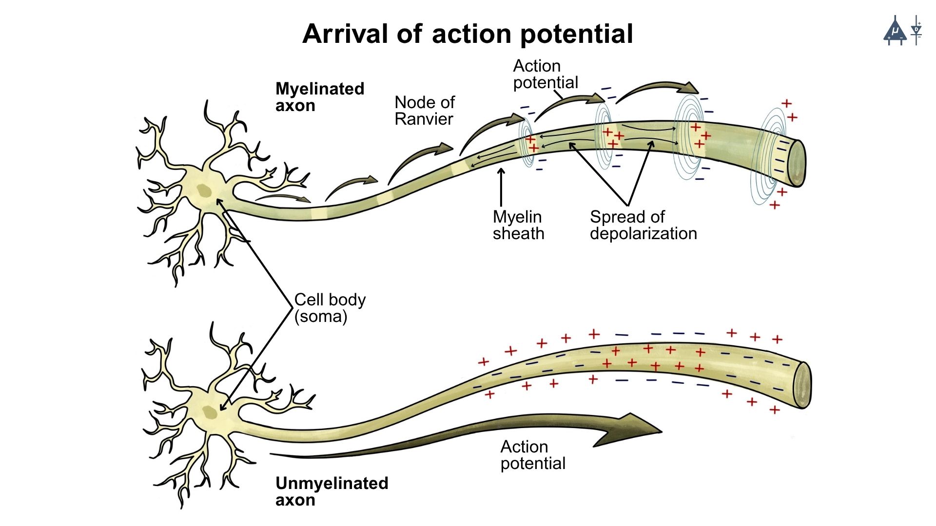 Chemical Synapse Mechanism Step 1