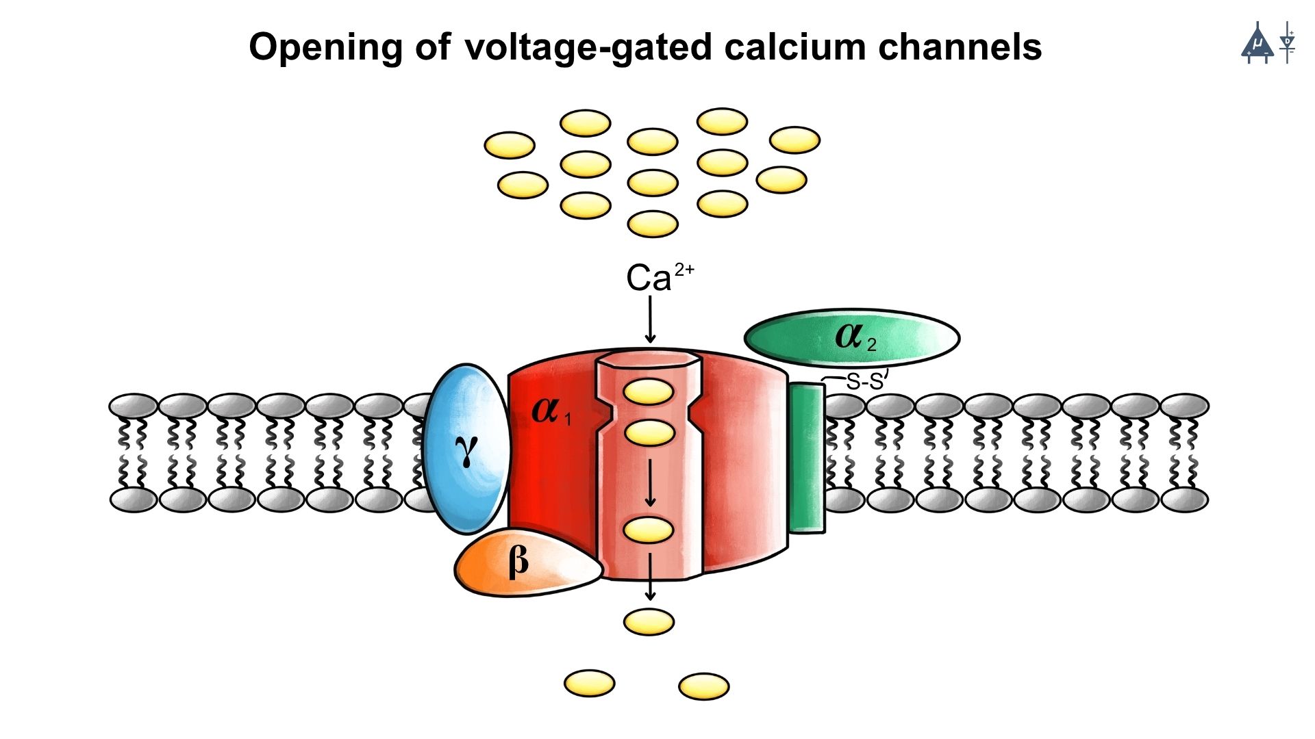 Chemical Synapse Mechanism Step 2