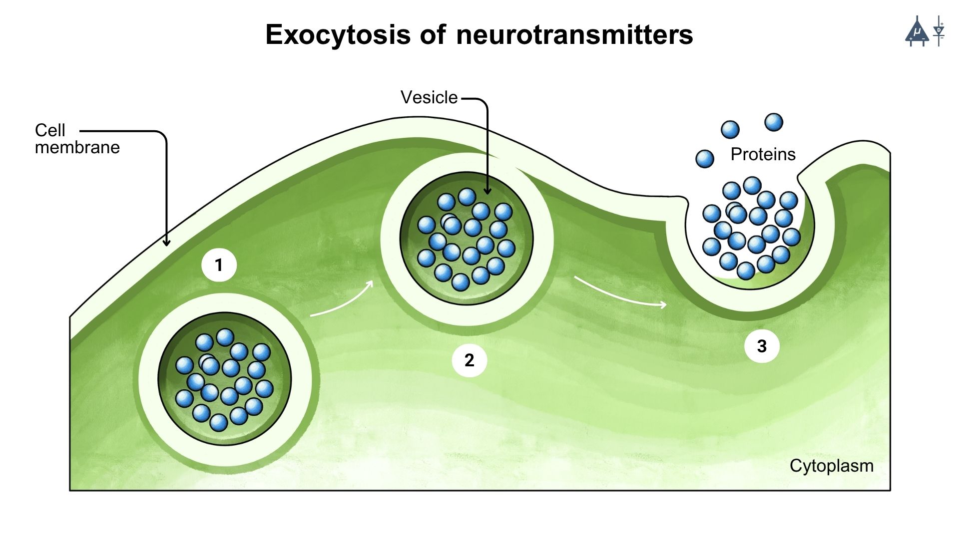 Chemical Synapse Mechanism Step 3