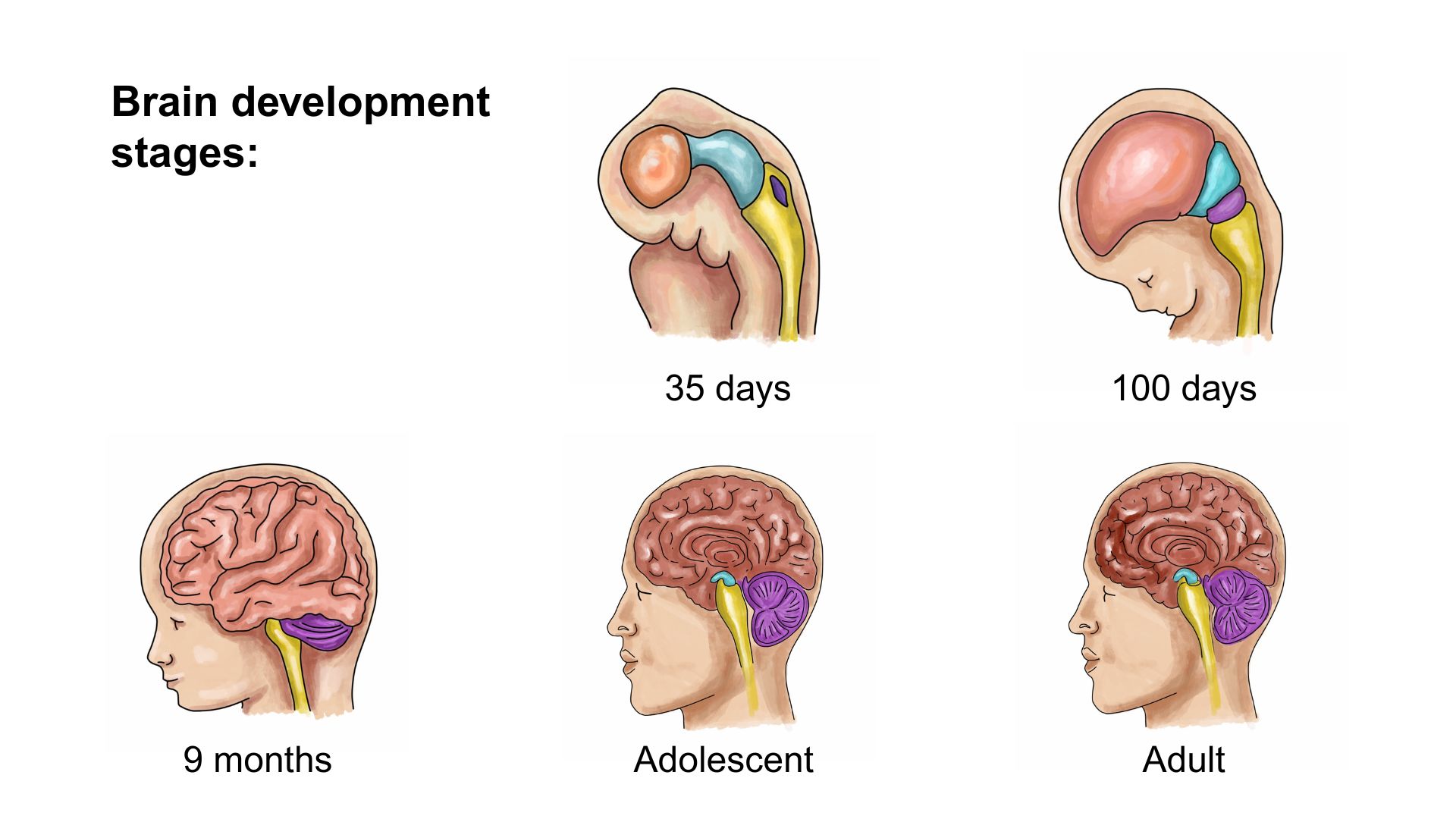 Brain development stages
