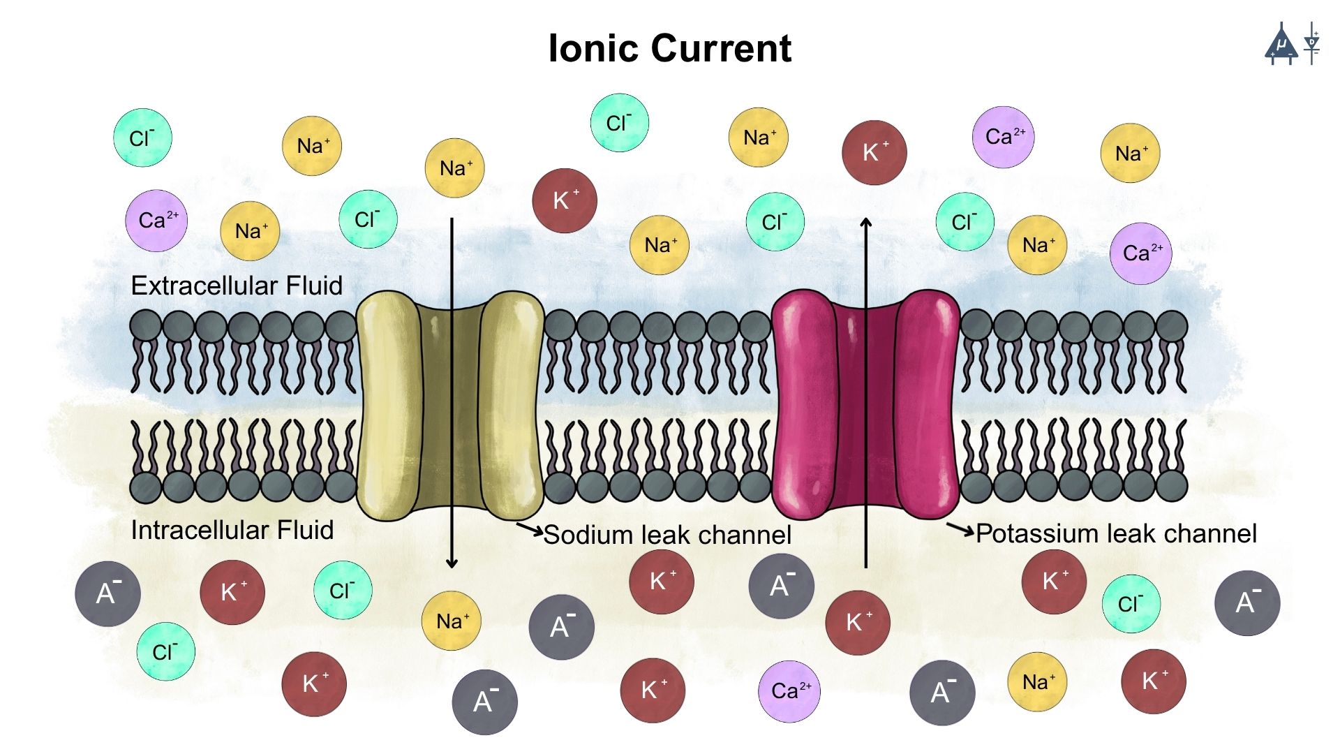 Current in neurons