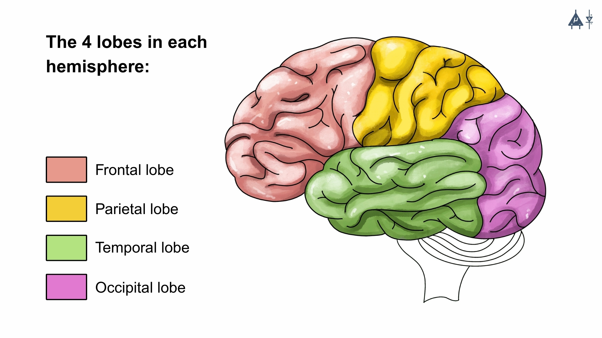 Different lobes of the brain