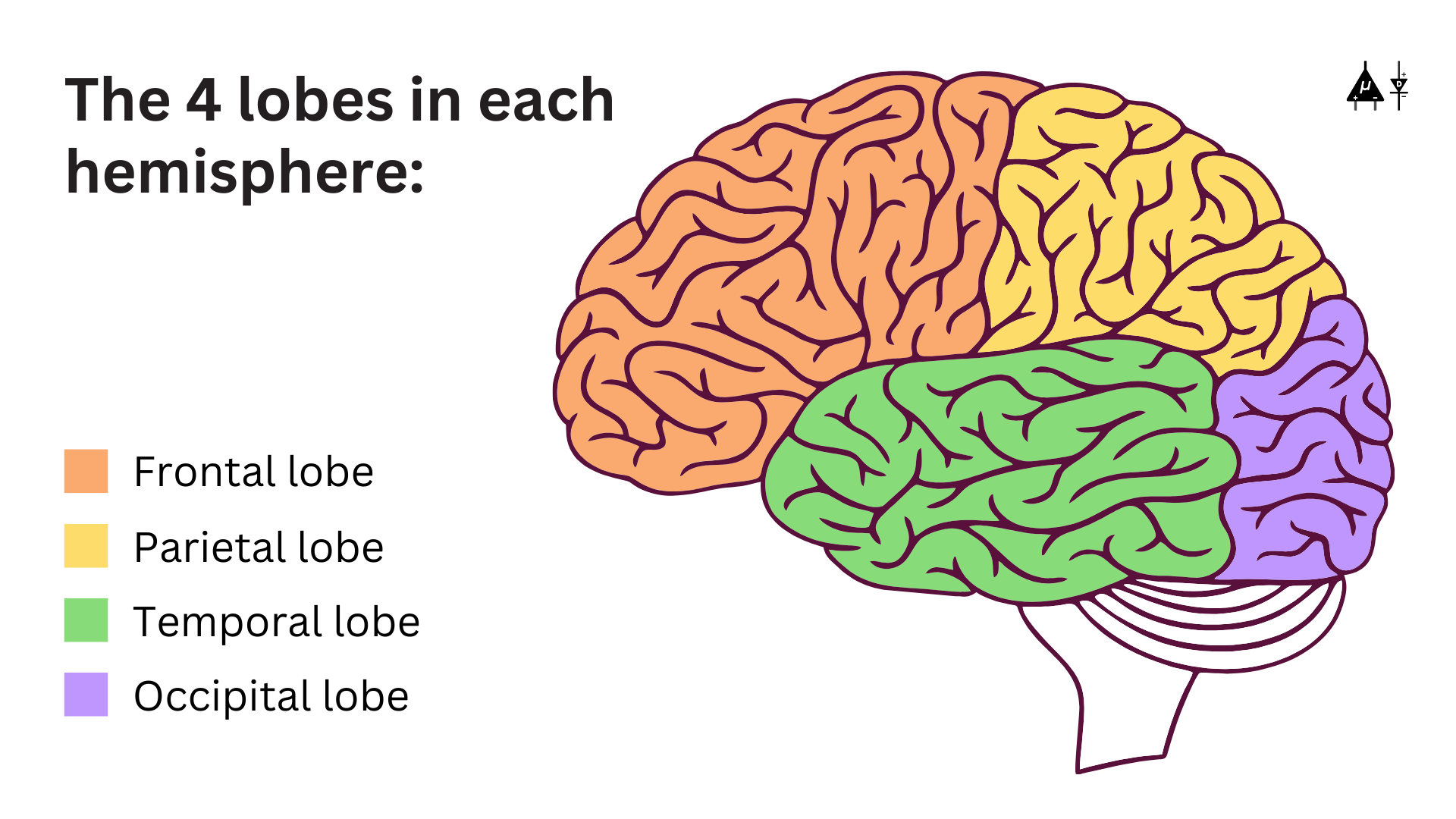 Different lobes of the brain