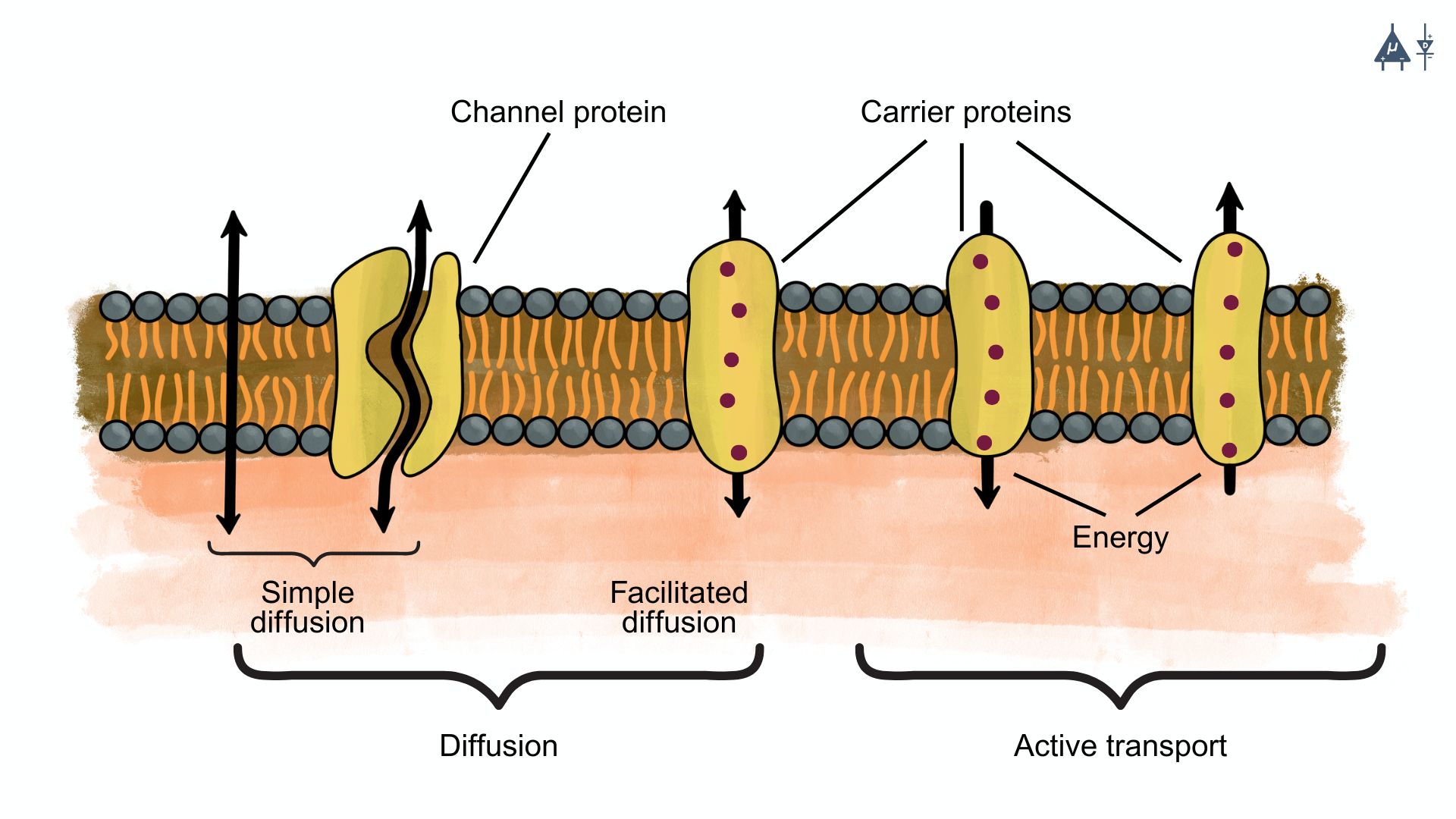 Types of diffusion