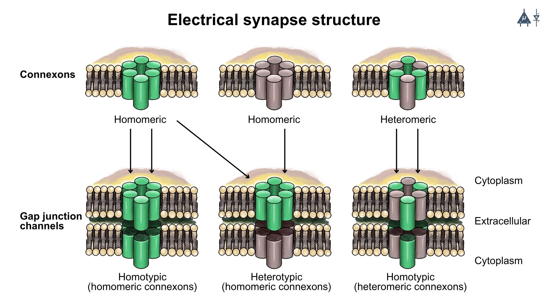 Electrical Synapse Structure