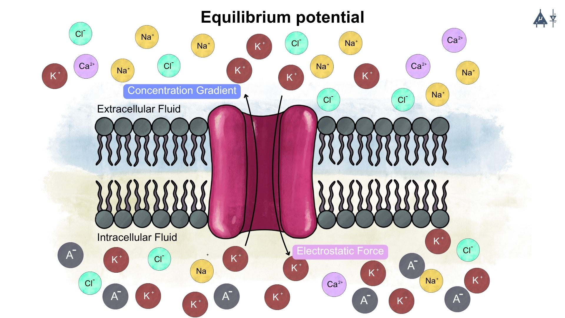 Equilibrium potential