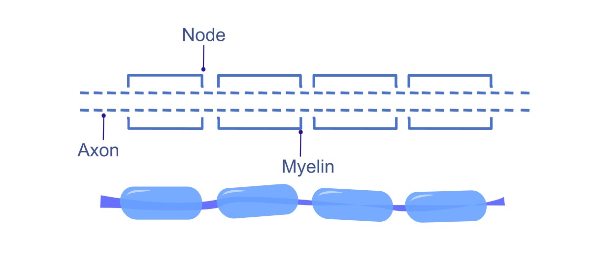 Myelination