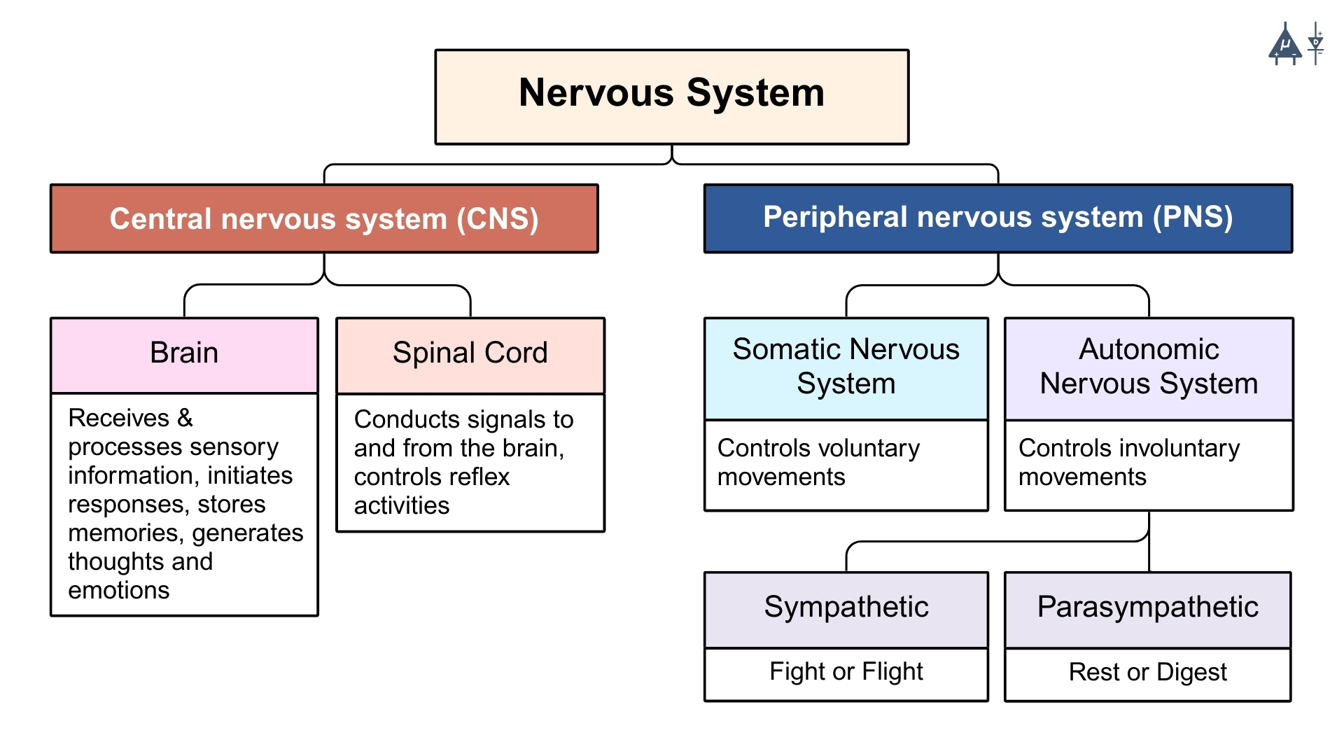 Nervous system flowchart
