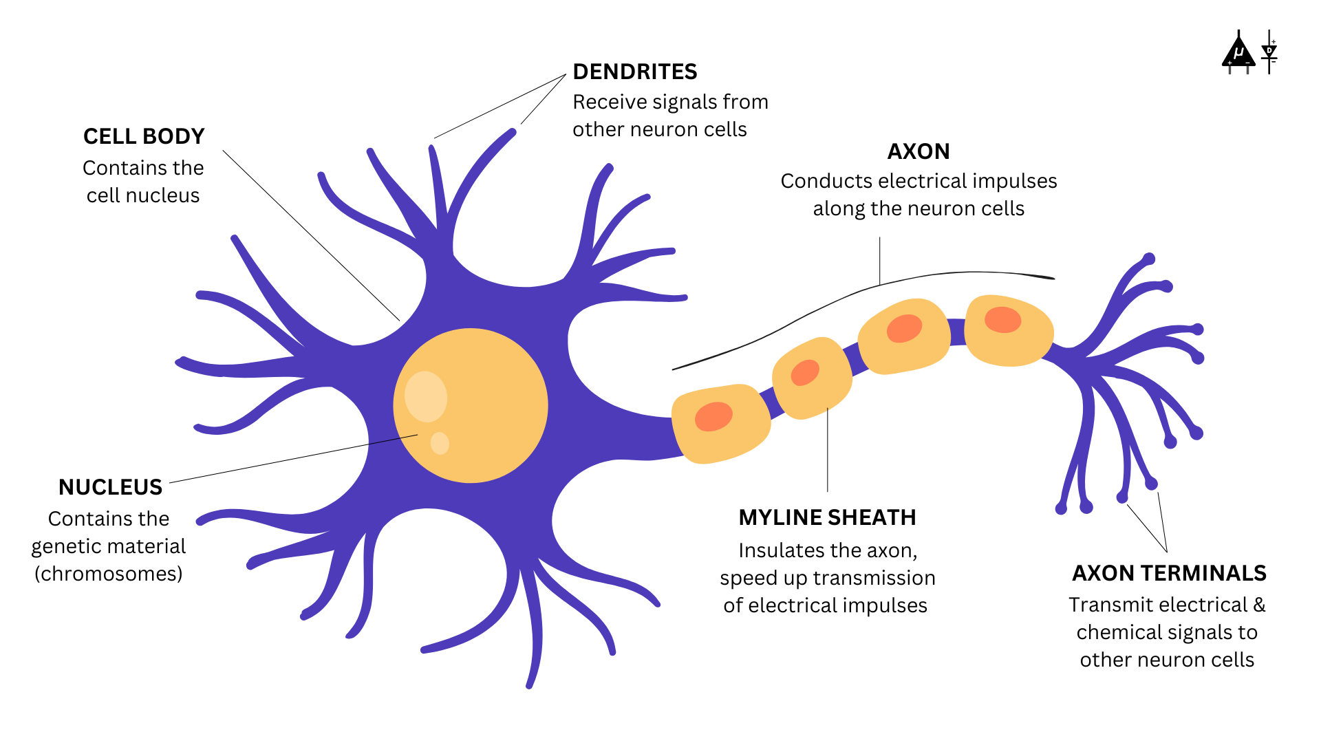 Structure of neuron