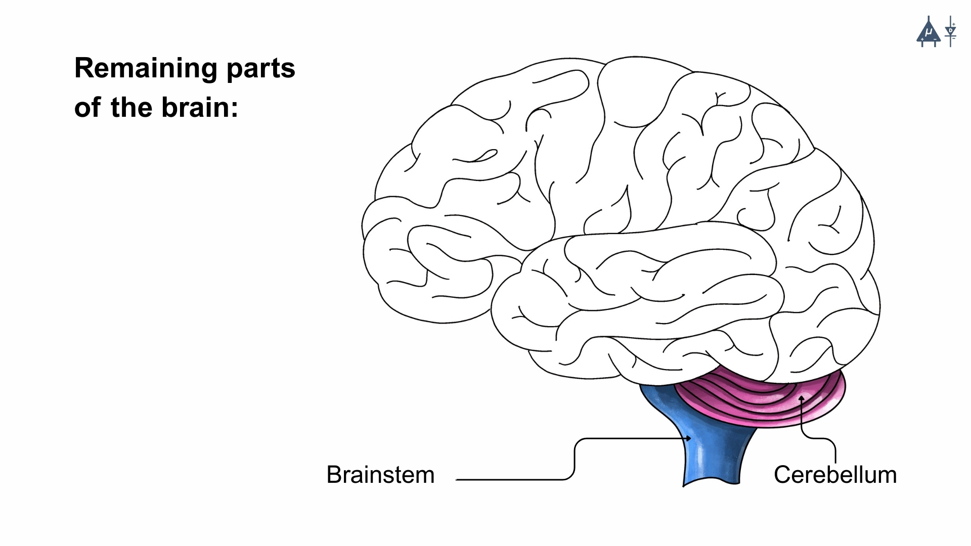 Remaining parts of the brain