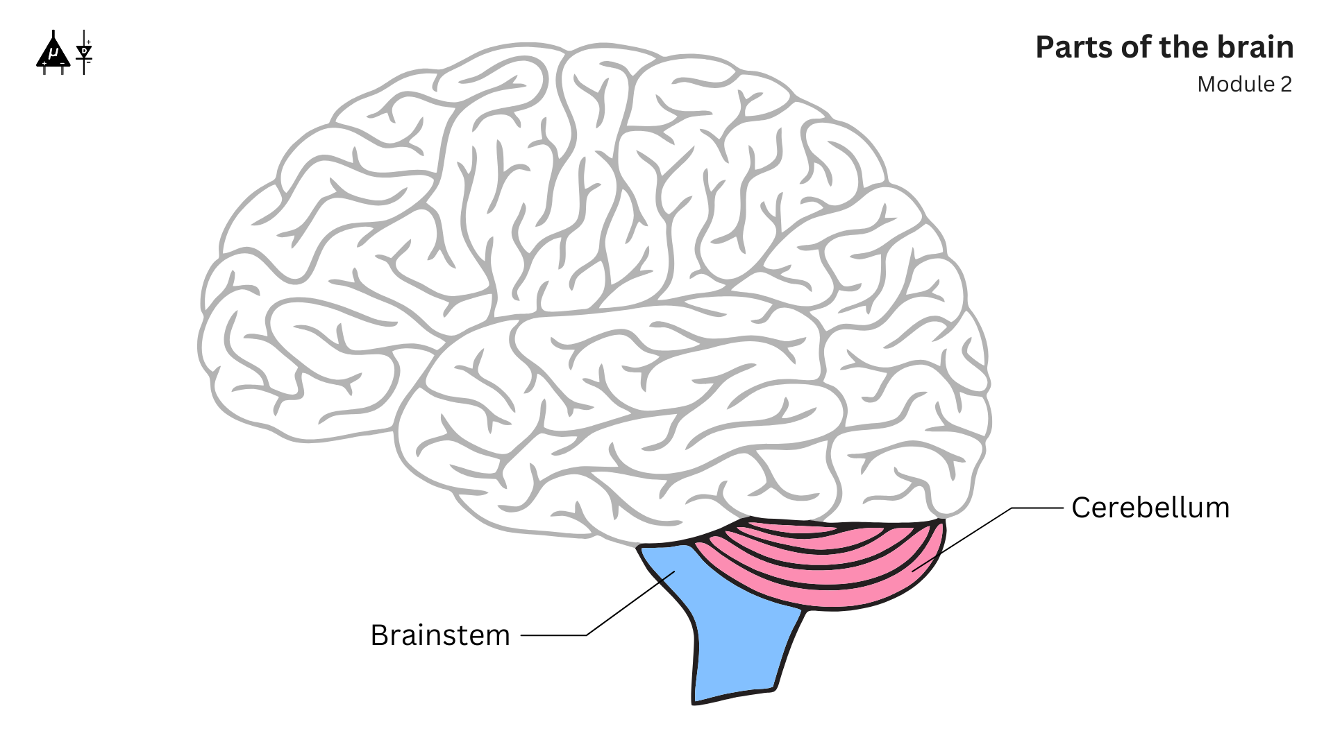 Part of the brain