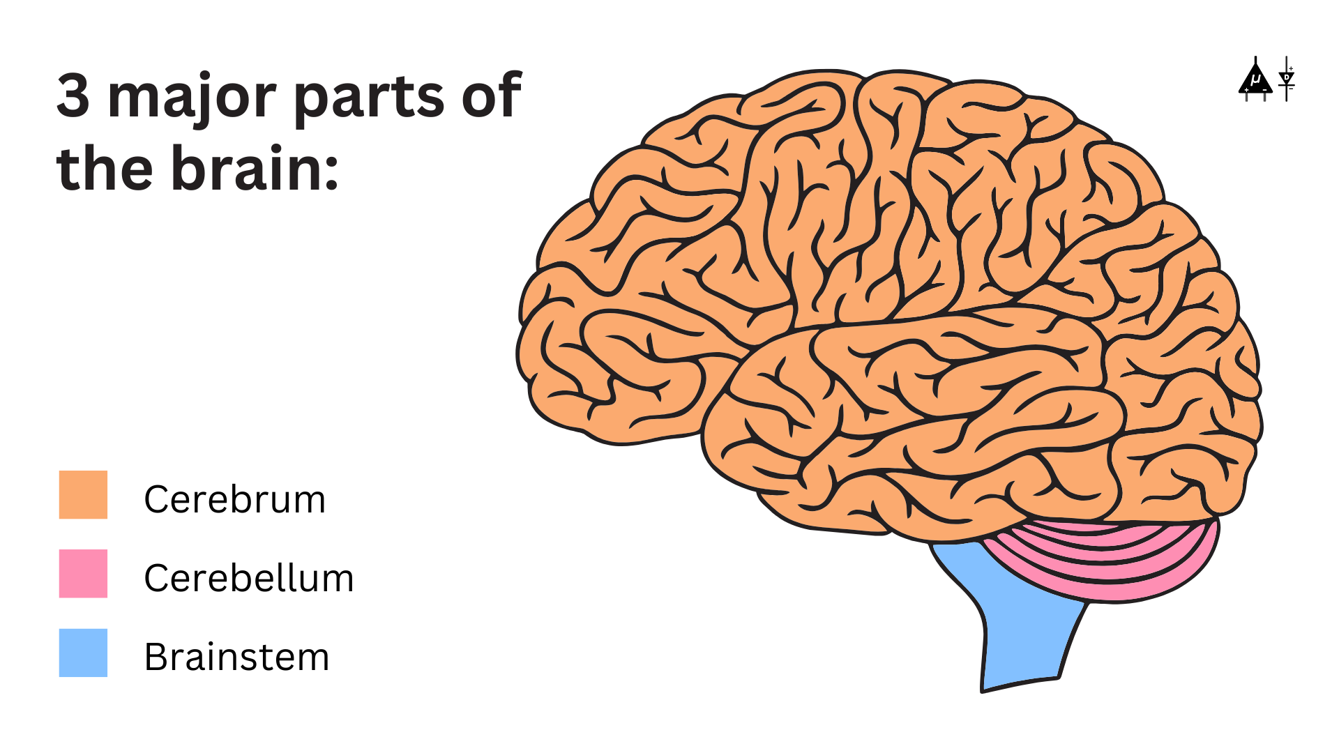 Part of the brain