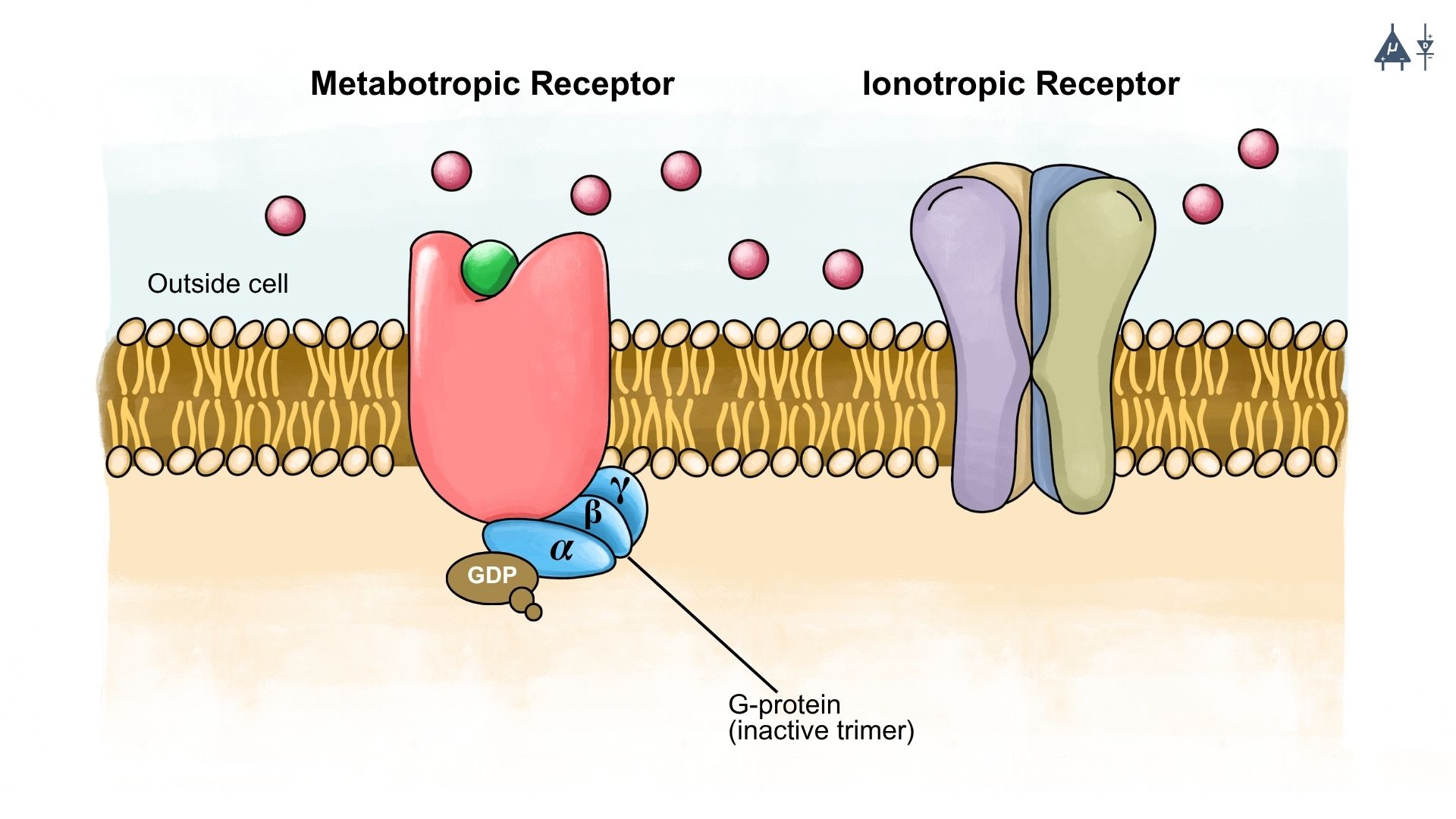 Postsynaptic Receptors