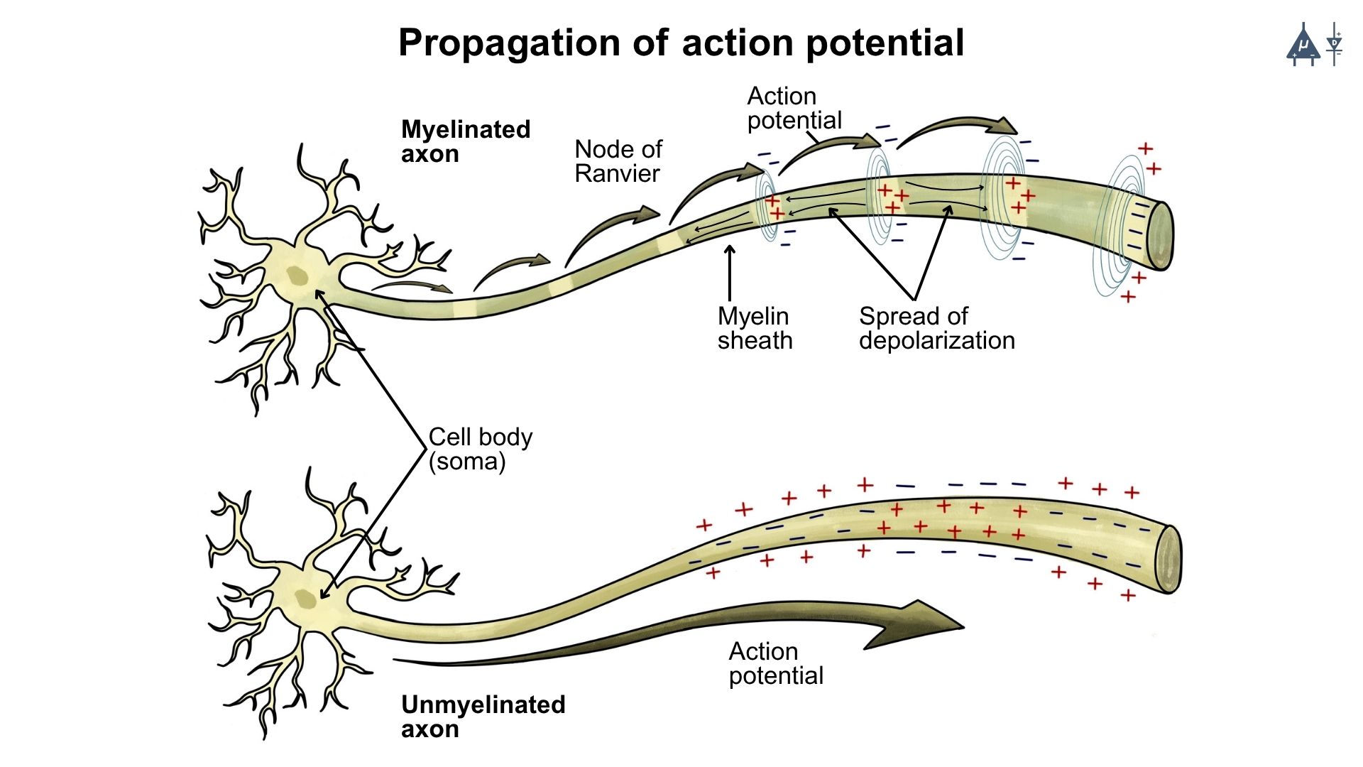 Propagation of Action Potential