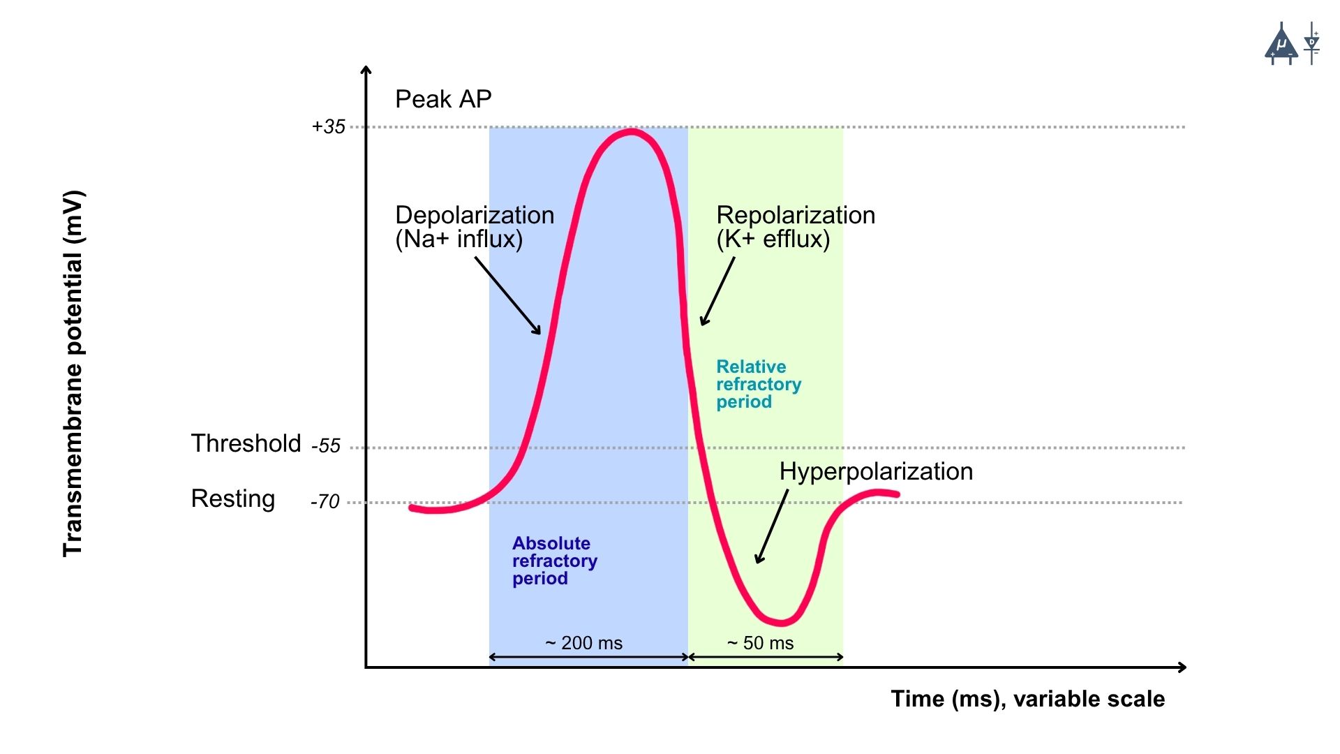 Refractory Period