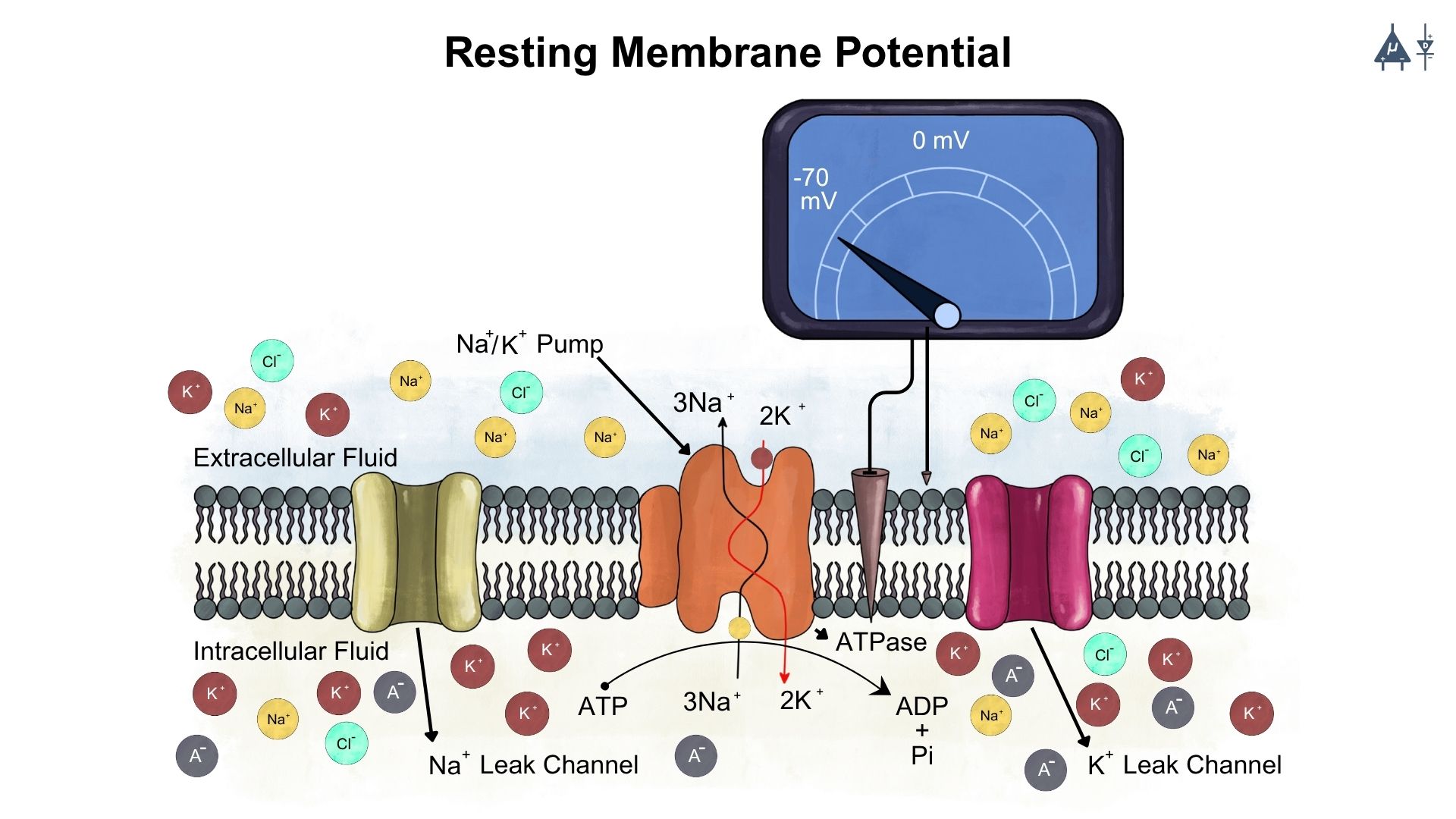 Resting potential