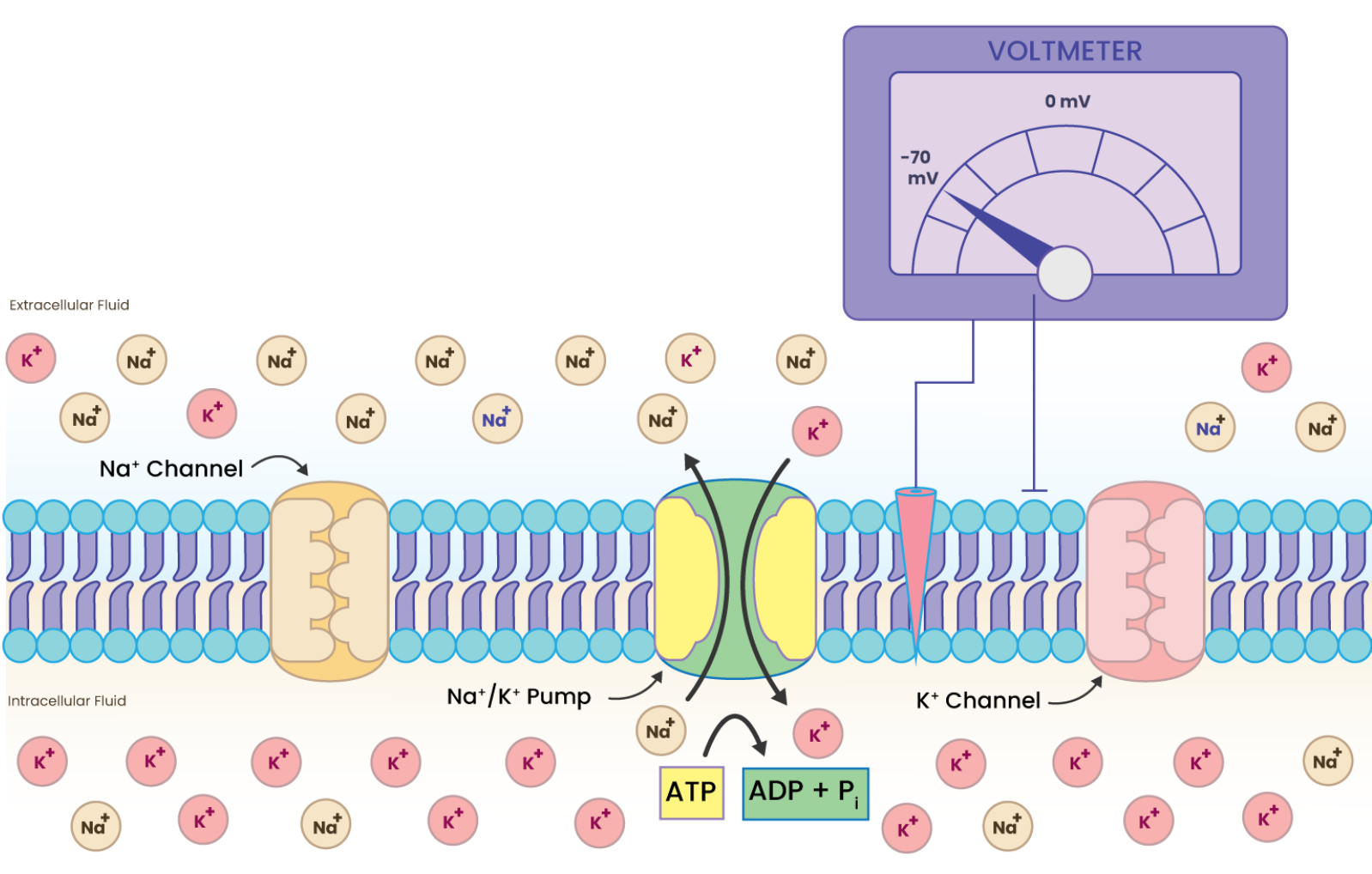 Resting potential