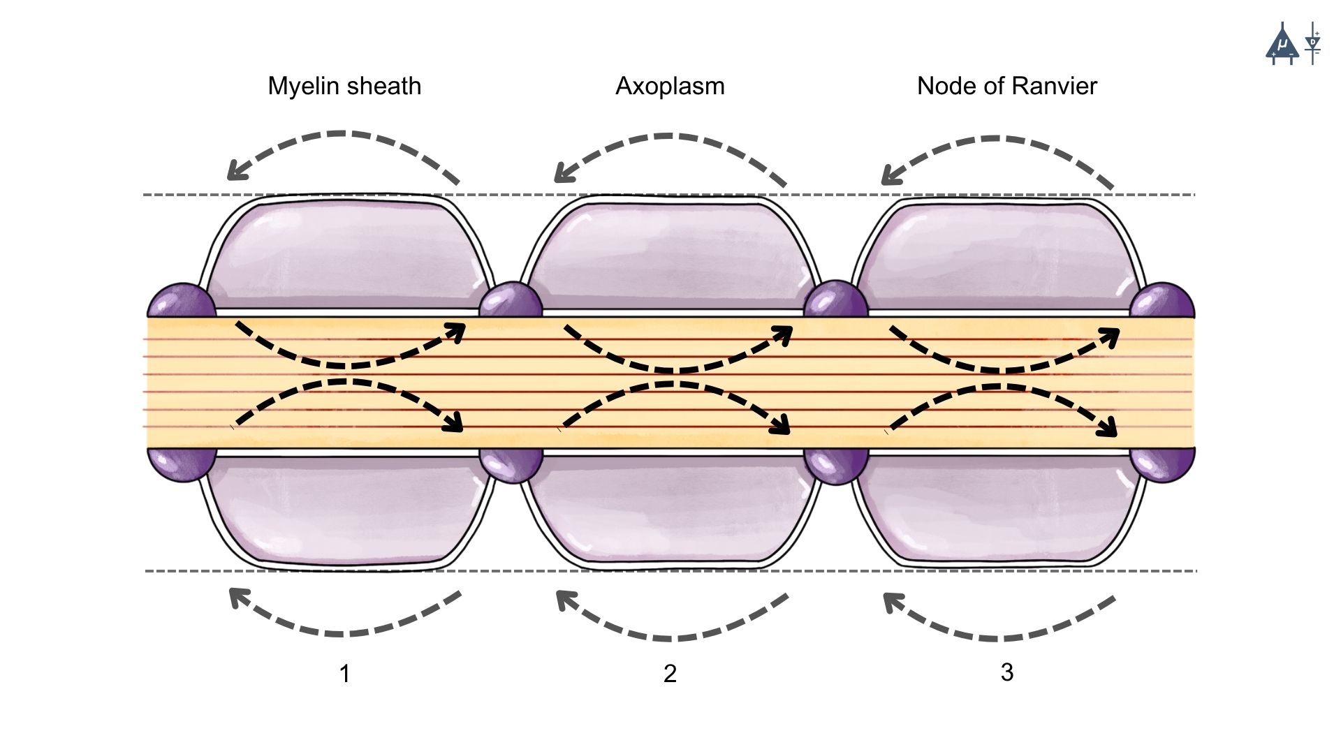 Saltatory Conduction