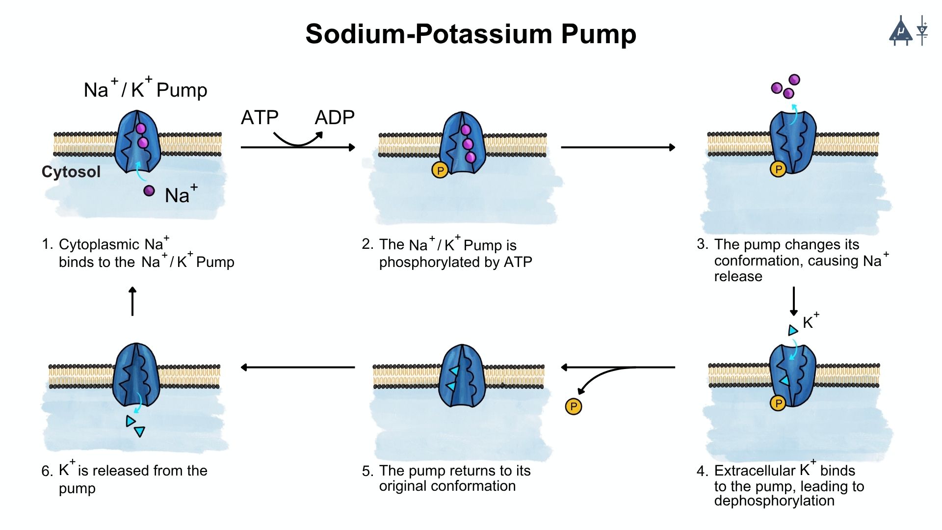 Sodium-Potassium pump cycle