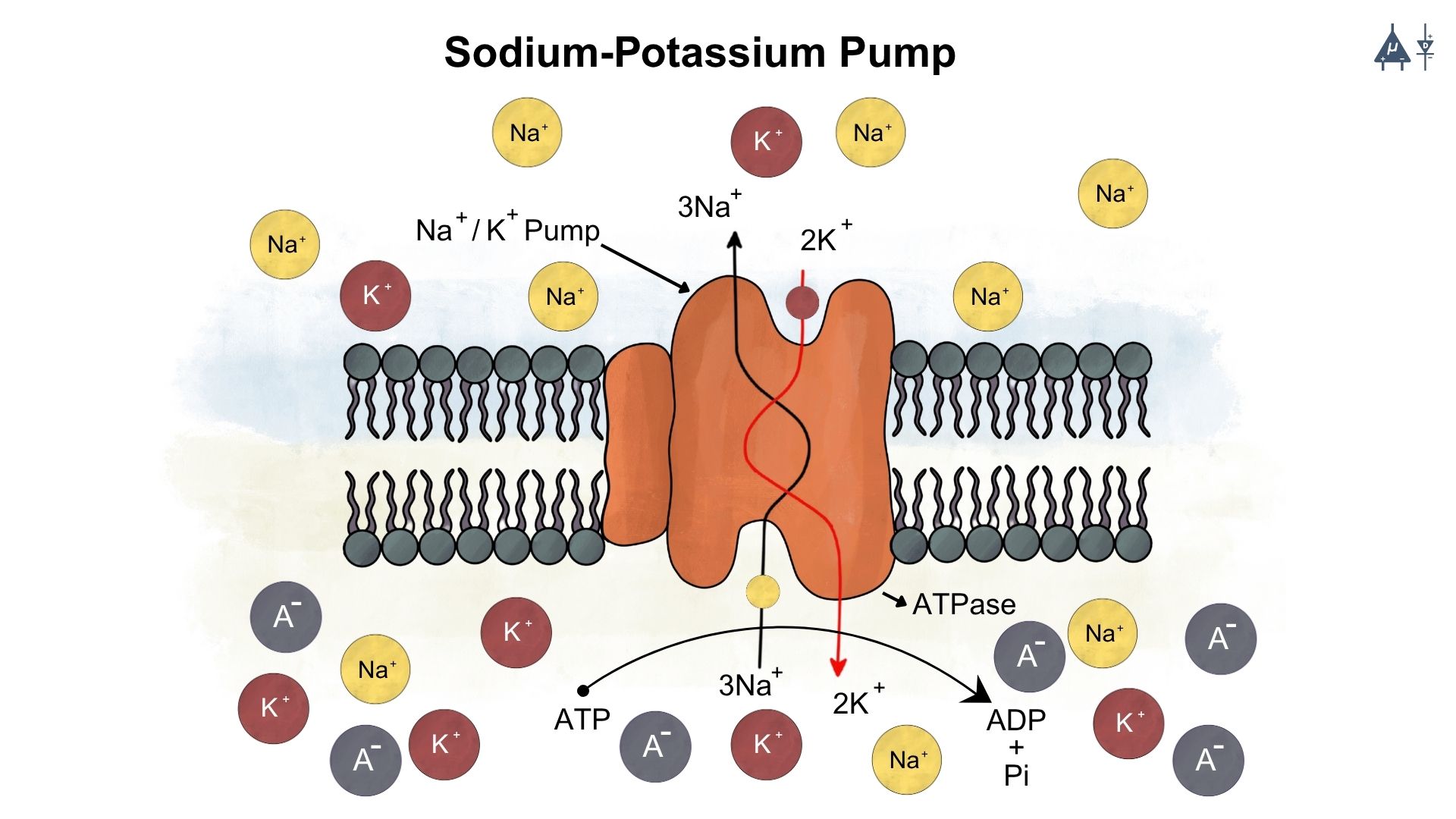 Sodium-Potassium pump