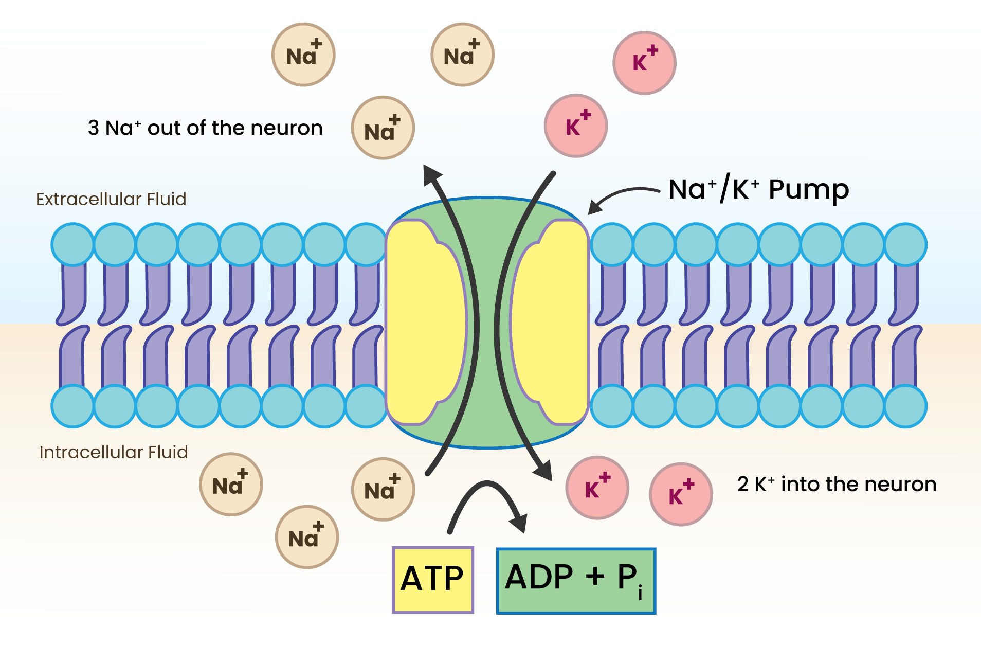 Sodium-Potassium pump