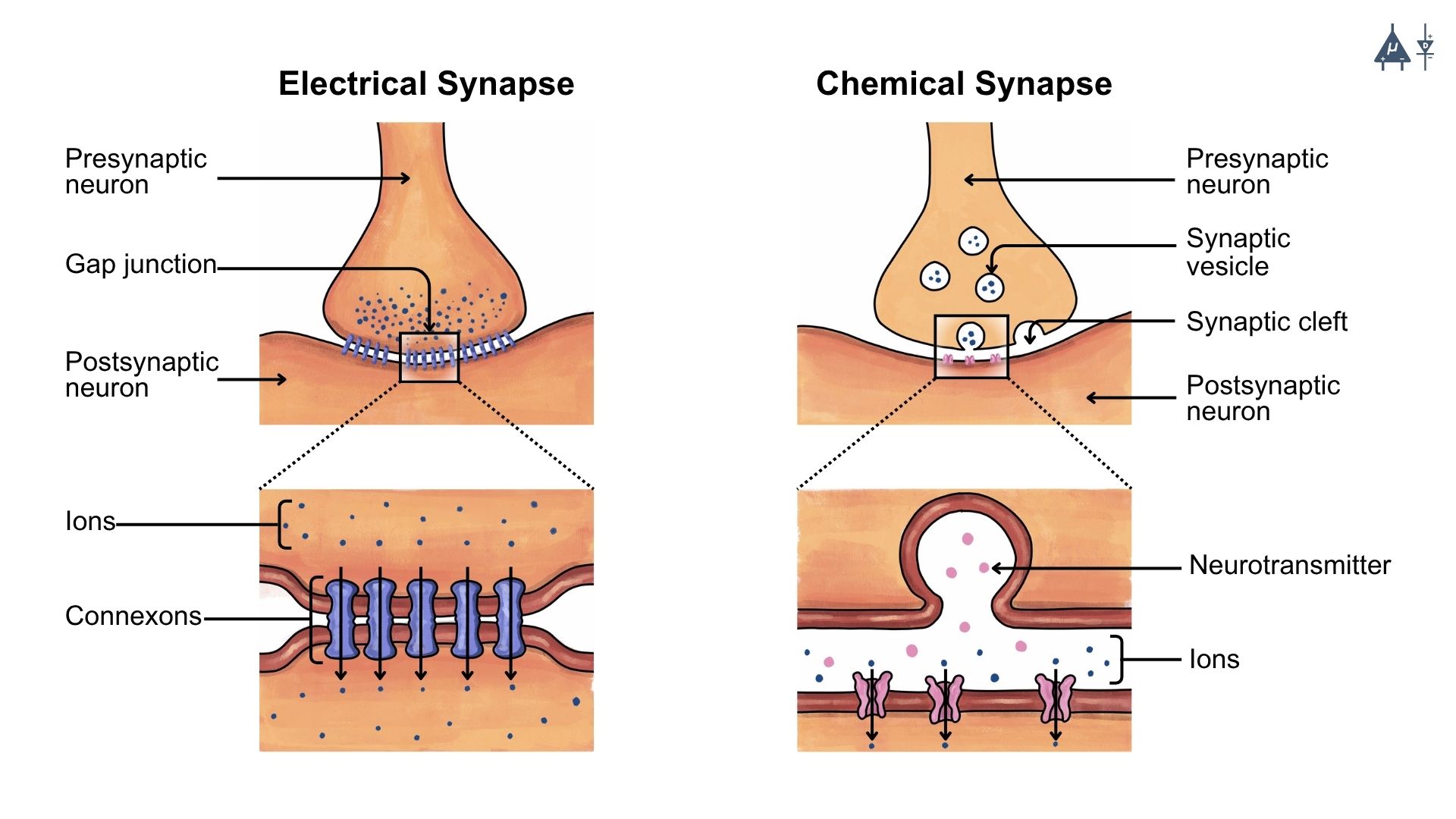 Synapse Types