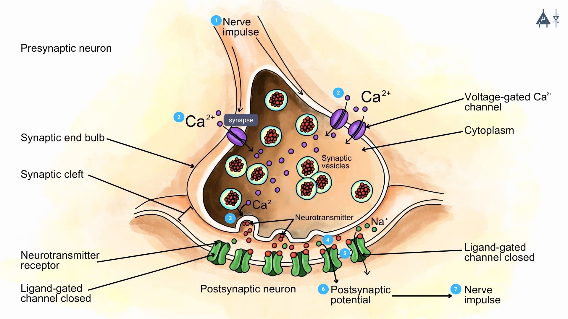Synaptic Transmission at Neuromuscular Junction