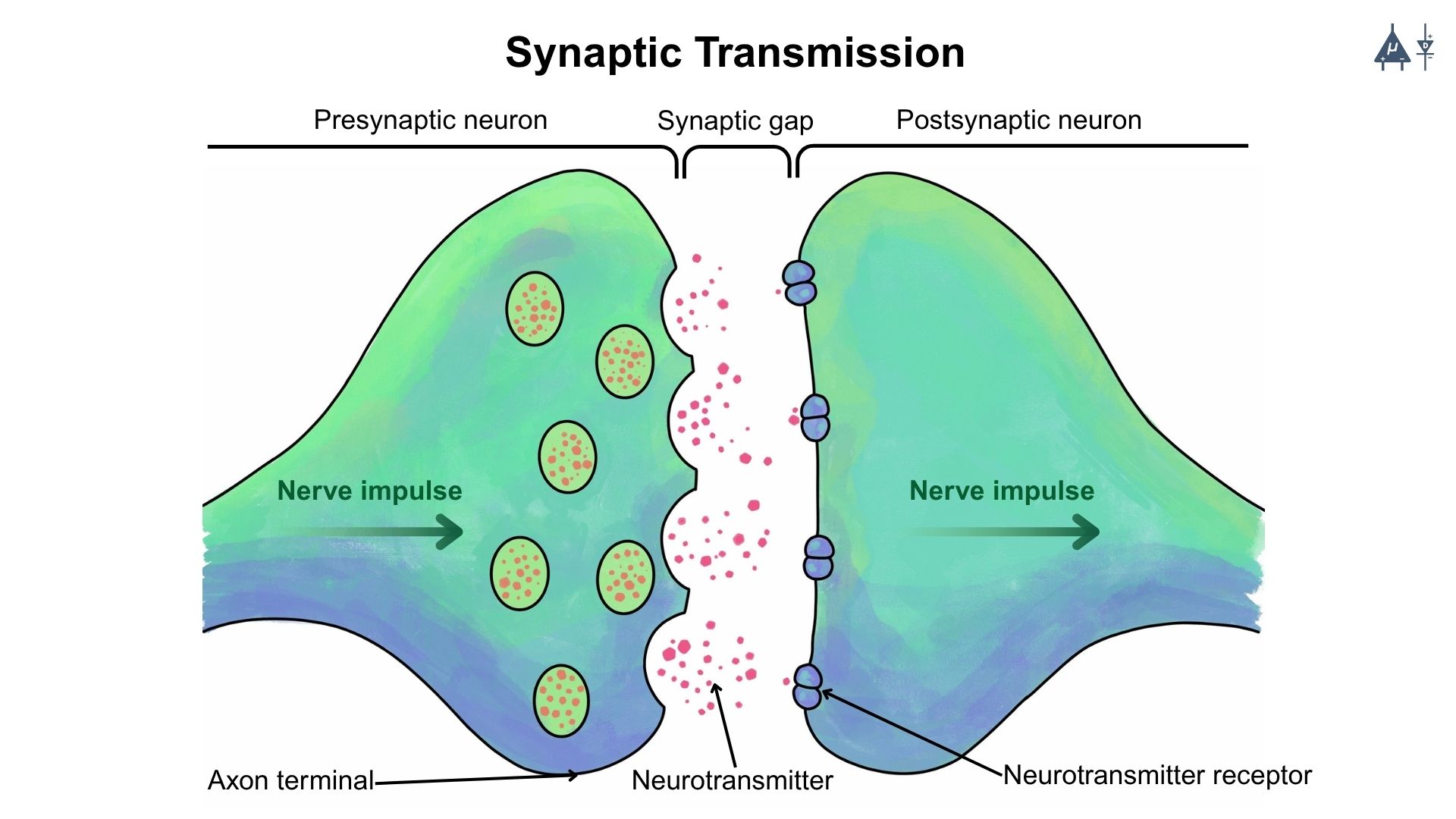 Synaptic Transmission