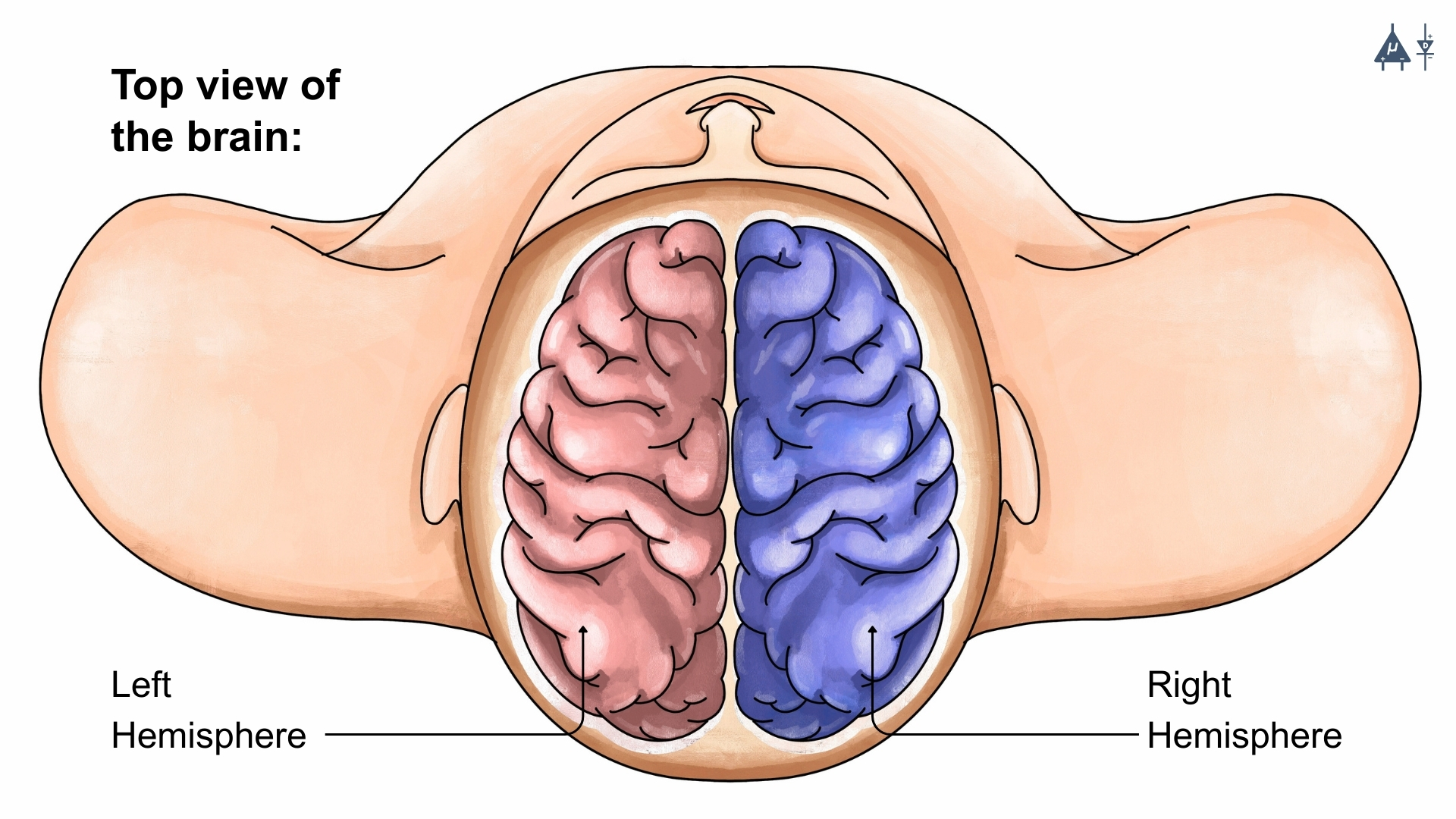Two hemispheres of brain