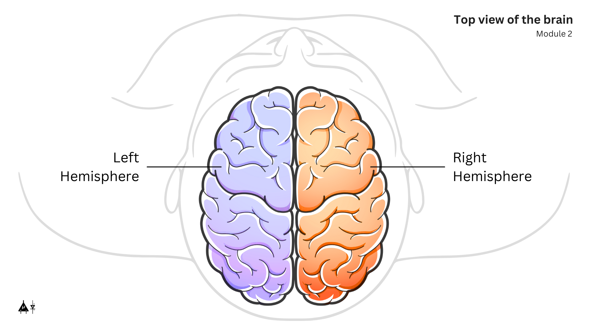 Brain Anatomy