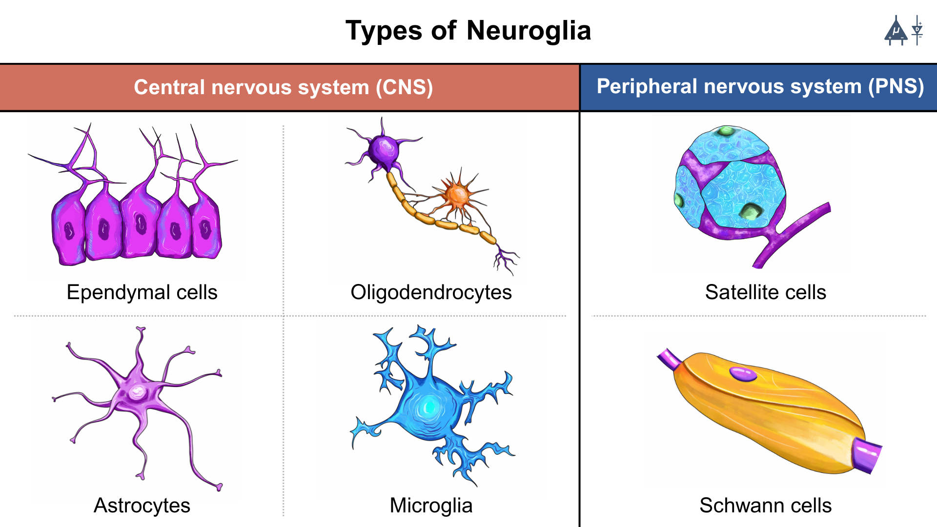 types of neuroglia