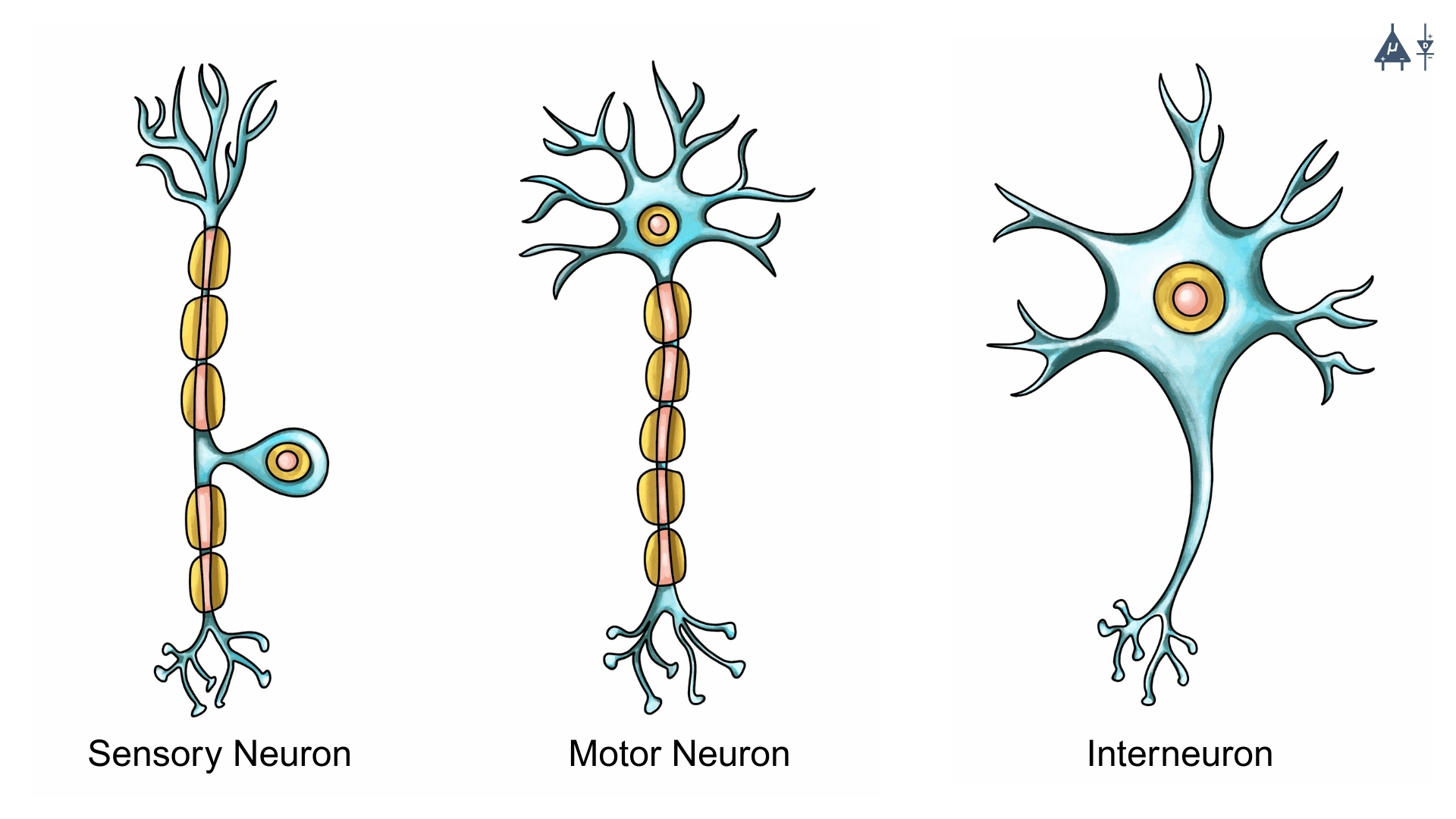 types of neurons