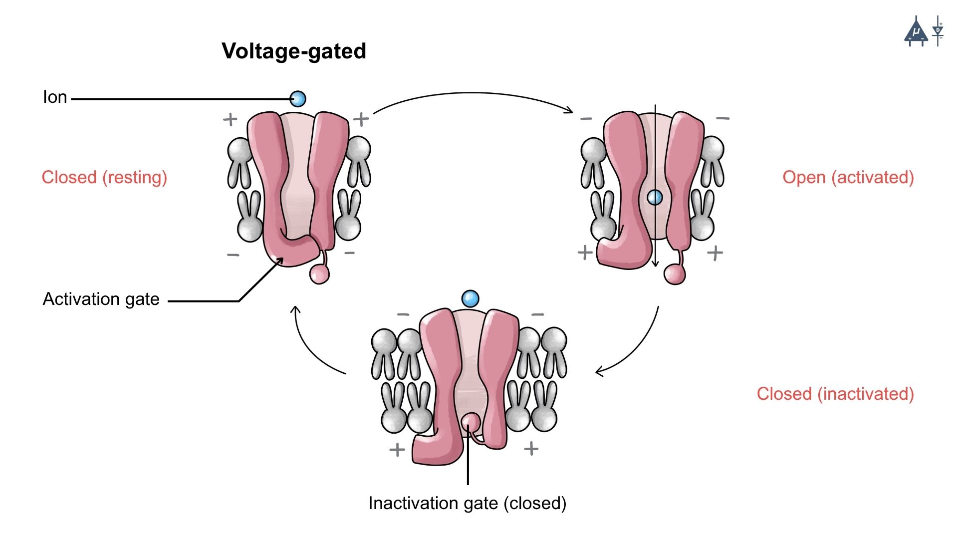 Voltage-Gated Ion Channels