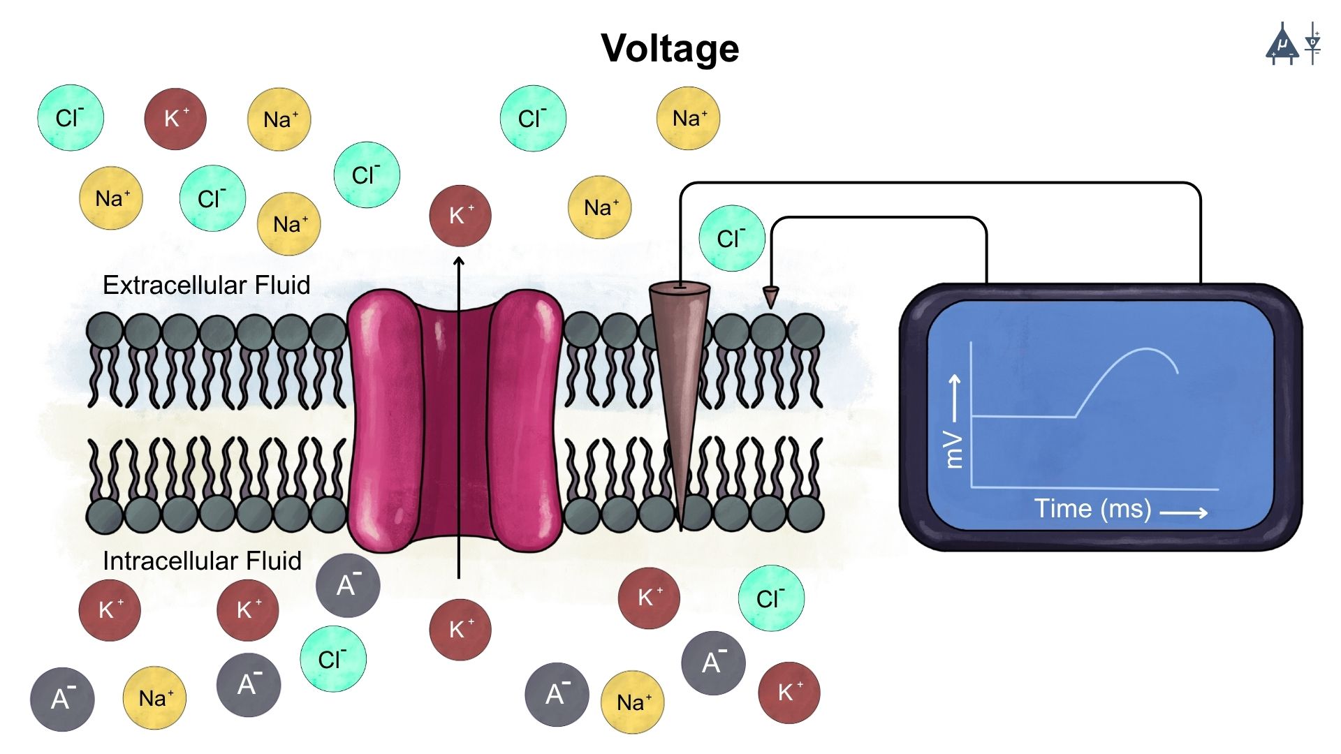 Voltage in neurons