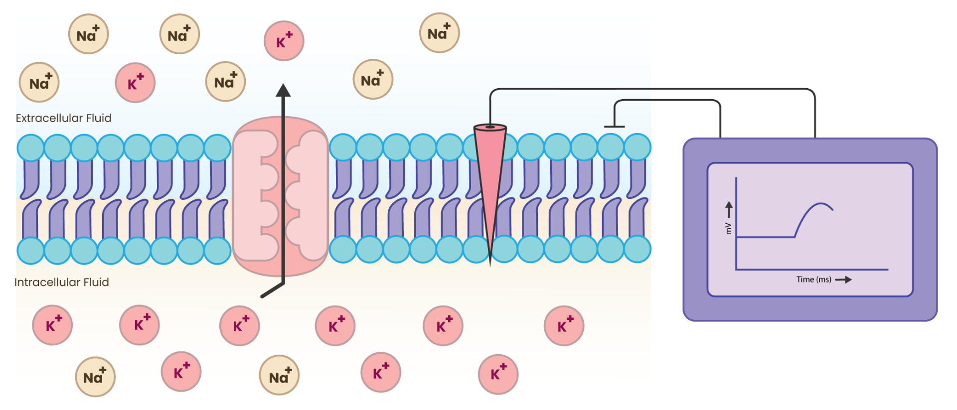 voltage in neurons